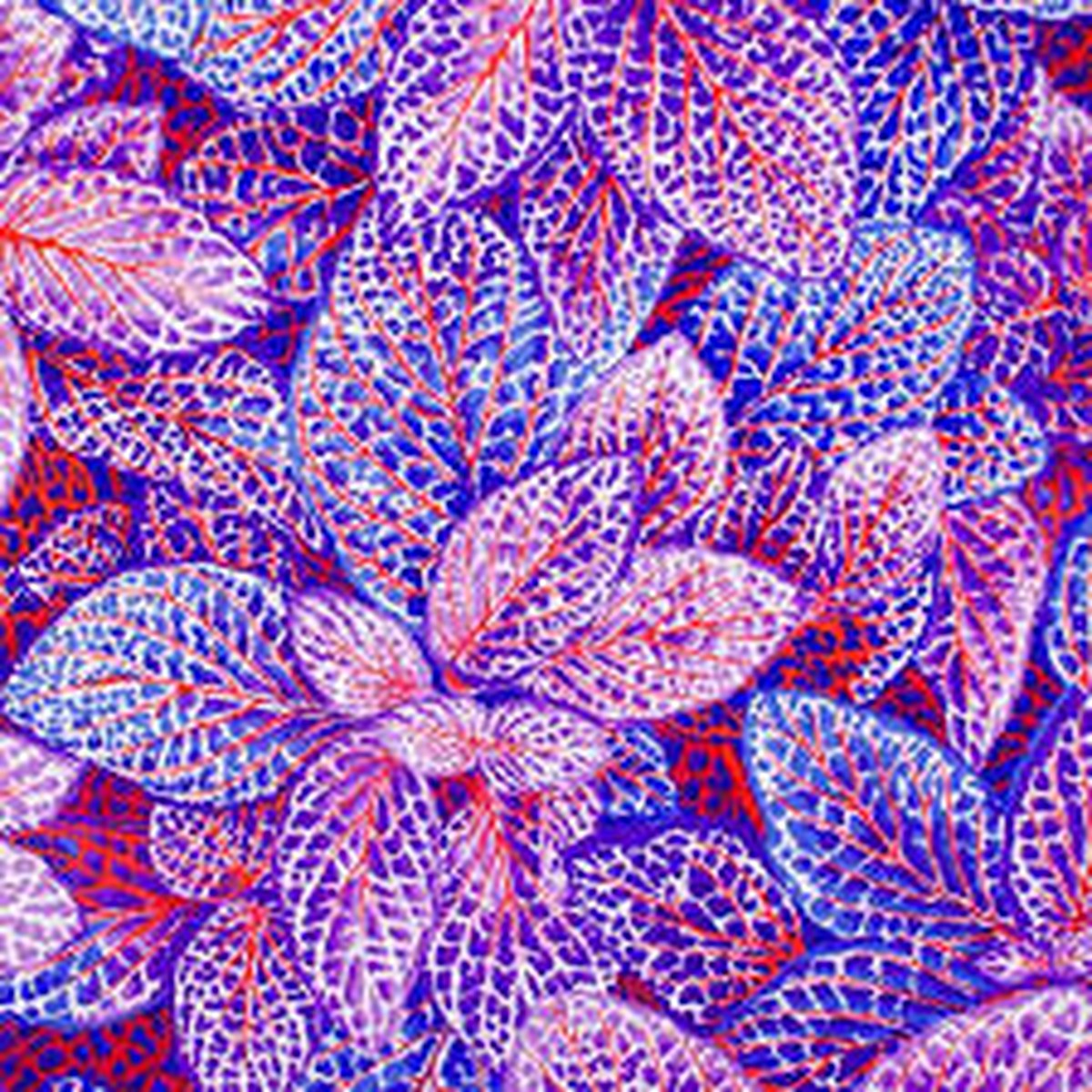 FS K. Fassett Fittonia Blue